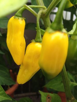 Habanero Neon Yellow knallgelbe Chili kleinbleibende Pflanze