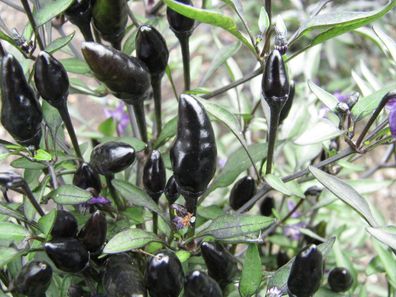 Black Prince Schwarzer Chili schwarze Blätter & Früchte