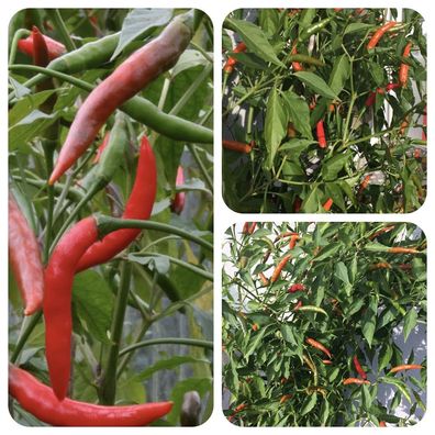 Cabai Chili Tree rote Chilli bis zu 2m groß Chili-Baum