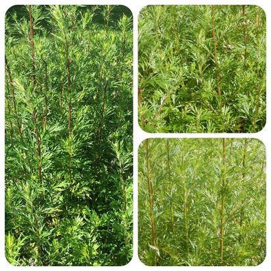 Beifuß Artemisia vulgaris Moxa Räucherpflanze Gewürz TCM Traumkraut
