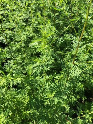 Besen-Beifuß Artemisia scoparia Yin Chen TCM Heilpflanze
