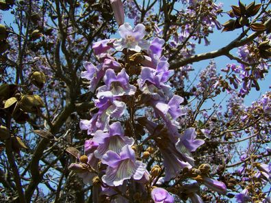 Chinesischer Blauglockenbaum Paulownia tomentosa Kaiserbaum Kiribaum