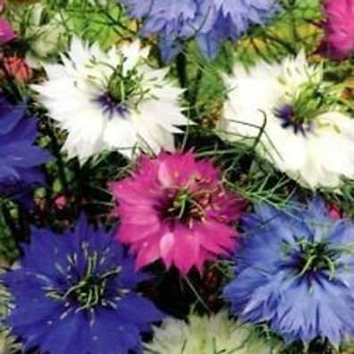 60 Stück Nigella Mischung Perserjungfer Blumen Samen Pflanzen Restposten Sonderposten