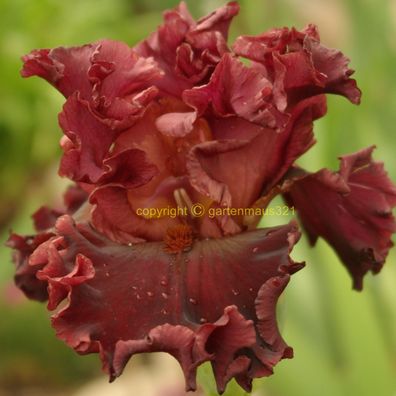 Schwertlilie Bart-Iris Bois Precieux