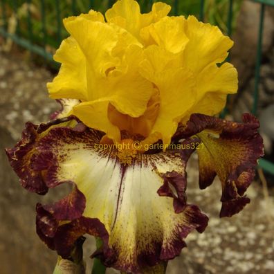 Schwertlilie Bart-Iris Hight Desert
