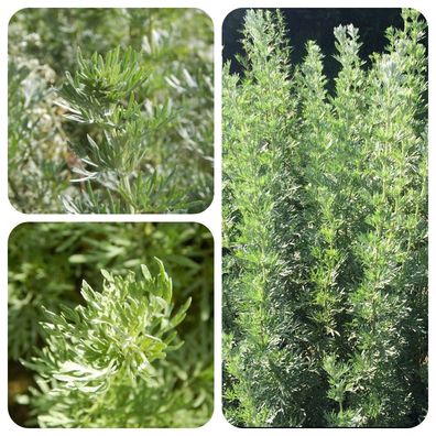 Echter Wermut Artemisia absinthium Heilpflanze Räucherpflanze