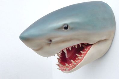 XXL Premium Haikopf lebensgross Shark Fisch Haifisch Hai Deko auch zum aufhängen