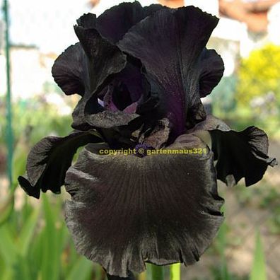 Schwertlilie Bart-Iris Black Suited