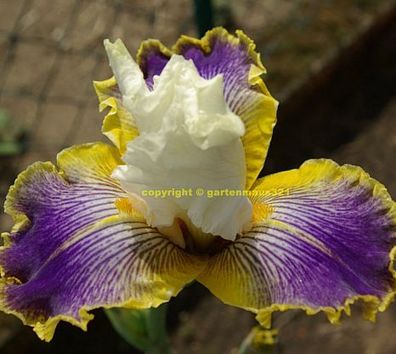 Schwertlilie Bart-Iris Wild Angels