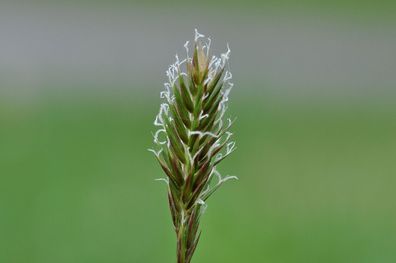 Ruchgras Duftgras Anthoxanthum odoratum ideales Gras zum Räuchern