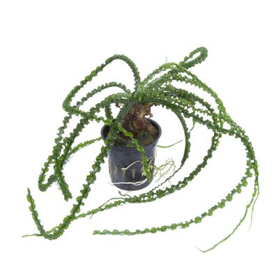 Tropica Crinum calamistratum Dauerwellen Hakenlilie robuste Wasserpflanze