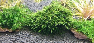 Pilomoos auf Lava Pilotrichaceae sp. "Pilo moss" ähnelt Christmas Moos