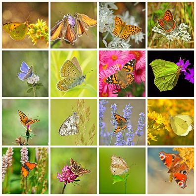 Schmetterlingswiese nektarreiche Sommerblumenwiese ohne Gräser über 30 Arten