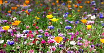 Blütenwiese Endless Summer bunte Mischung fürs Auge, Herz und für die Bienchen