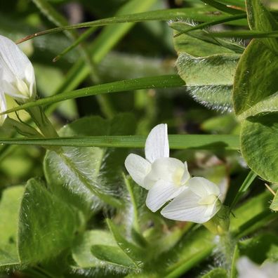 Erdklee (Trifolium subterraneum) 25 kj