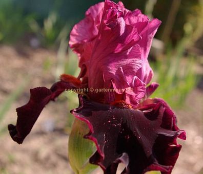 Schwertlilie Bart-Iris Wearing Rubies