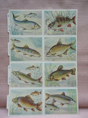 mamelok England Glanzbilder Scraps Plaatjes Oblaten Großbogen MLP 1452 Fische