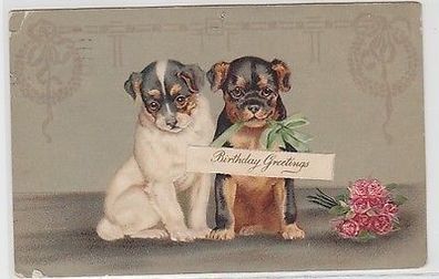 62110 Birthday Greetings Ak 2 süsse Hunde Welpen 1911