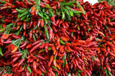 Etna rote Chili aus Italien sehr hoher Ertrag Ätna Chilli Massenträger