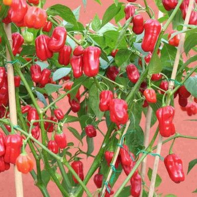 Giant rote Chilli scharfe Chili über 500 Früchte pro Pflanze