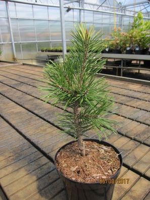 Pinus contorta Taylors Sunburst - Drehkiefer Taylors Sunburst