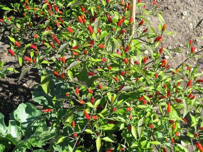 Tabasco rote Chili feurig scharf Massenträger Capsicum frutescens