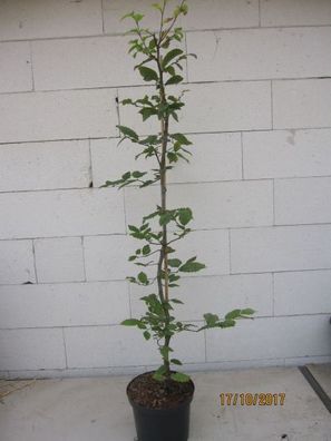 Carpinus betulus - Hainbuche, Weißbuche