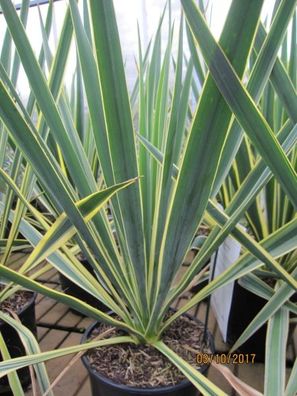 Yucca filamentosa Ivory Tower - Palmlilie Ivory Tower