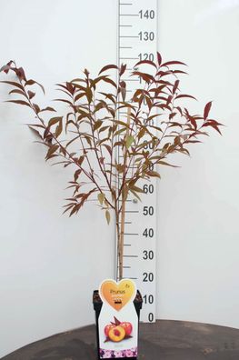 Prunus persica Rubira 100-120 cm Zierpfirsich, rotlaubiger Wildpfirsich, essbar