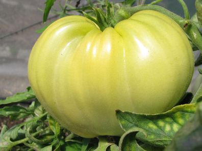 Weißes Ochsenherz Tomate in weiß White Oxheart Fleischtomate
