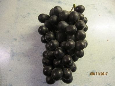 Vitis vinifera Venus Seedless - kernlose Weintraube Venus