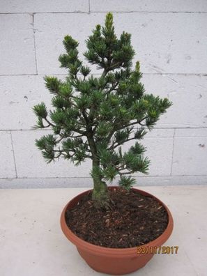 Pinus parviflora Gyokkasen - Mädchenkiefer Gyokkasen Bonsai