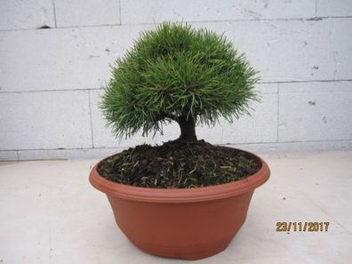 Pinus sylvestris Bexel - Waldkiefer Bexel