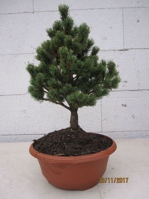 Pinus parviflora Hagoromo - Zwerg-Mädchenkiefer Hagoromo