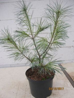 Pinus strobus Himmelblau - Blaue Weymouths-Kiefer Himmelblau