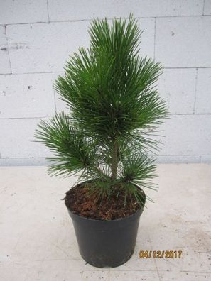 Pinus thunbergii Corticosa - Japanische Korkrinden Schwarzkiefer Corticosa