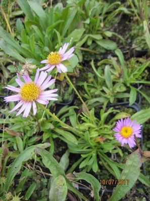 Aster alpinus Happy End - Alpen-Aster Happy End