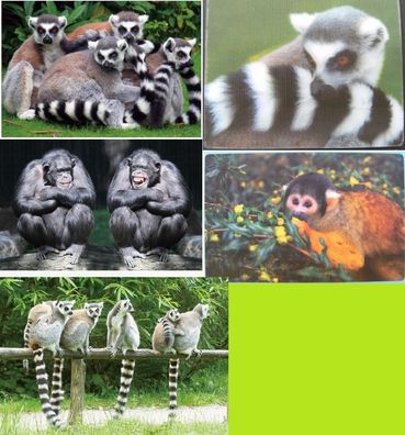 3D Grußkarte"Tiere Afrika HAPPY BIRTHDAY" Wildtiere Wackelkarte Hologrammkarte 
