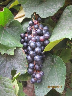 Vitis vinifera Tempranillo - Weintraube Tempranillo