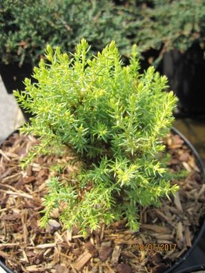 Juniperus communis Swanborough Gold - gelber Säulenwacholder Swanborough Gold