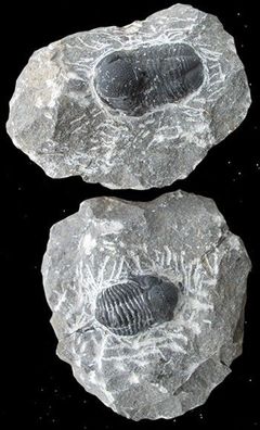 Trilobit auf Muttergestein, versteinertes Fossil