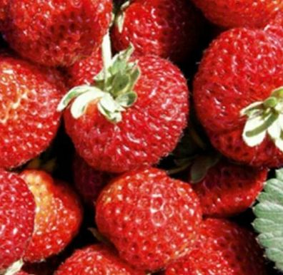 Erdbeerpflanzen Himbeererdbeere 4 Stück - Lieferung ab 24.04.2024