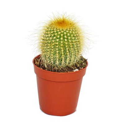 Eriocactus leninghausii - mittelgrosse Pflanze im 8,5cm Topf