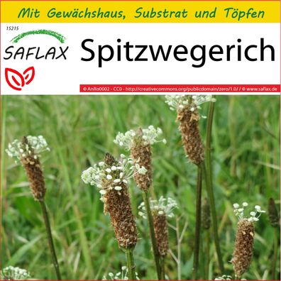 SAFLAX Anzucht Set - Spitzwegerich - Plantago - 100 Samen