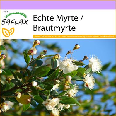 SAFLAX - Echte Myrte / Brautmyrte - Myrtus - 30 Samen