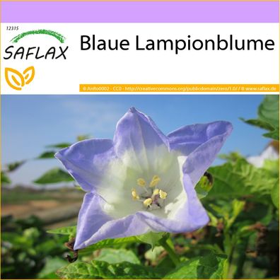 SAFLAX - Blaue Lampionblume - Nicandra - 100 Samen