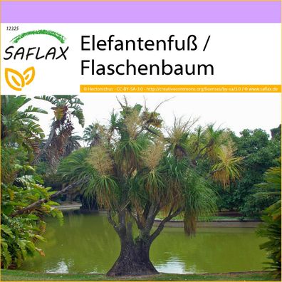 SAFLAX - Elefantenfuß / Flaschenbaum - Beaucarnea - 10 Samen