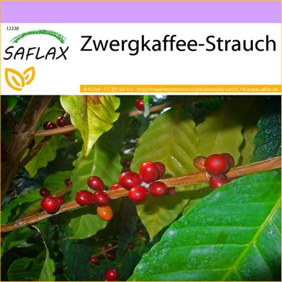 SAFLAX - Zwergkaffee-Strauch - Coffea - 8 Samen