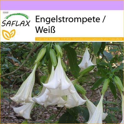 SAFLAX - Engelstrompete / Weiß - Brugmansia - 10 Samen
