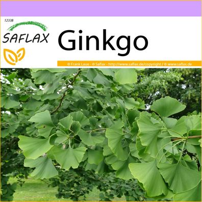 SAFLAX - Ginkgo - Ginkgo - 4 Samen